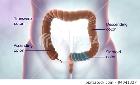 Human digestive system. Parts of the large intestine Human digestive system. Parts of the large intestine 94041327