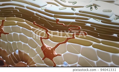 Antigen-presenting immune cells, Largerhans cell 94041331
