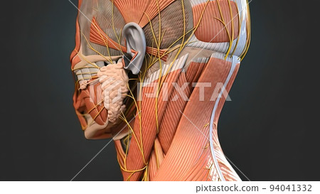 It's a hollow tube that connects your throat to the rest of your respiratory system. Larynx 94041332