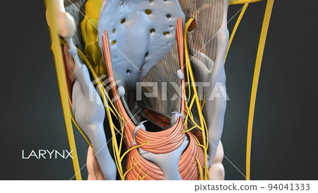 It's a hollow tube that connects your throat to the rest of your respiratory system. Larynx 94041333