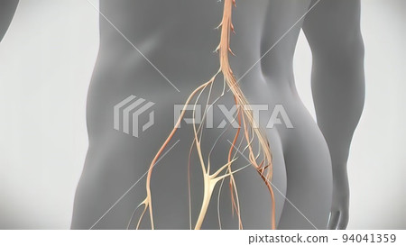 Left lower lower back nerve problem. 3D Medical 3D illustration 94041359