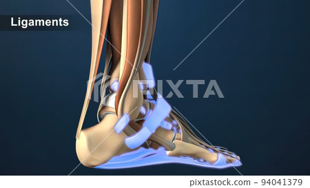 Torn Ligament or Tendon in the Foot 94041379