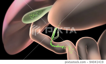 Liver, Pancreas and Gallbladder Conditions Liver, Pancreas and Gallbladder Conditions 94041419