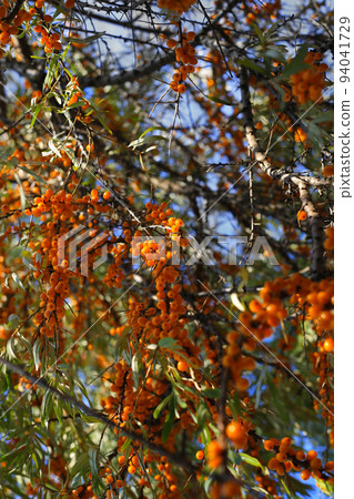 Sea-buckthorn branch with bright ripe berries 94041729