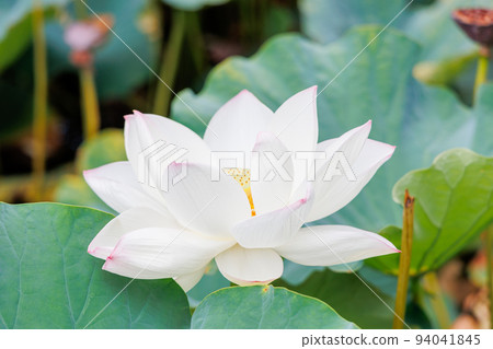 Lotus flower Lotus flower 94041845