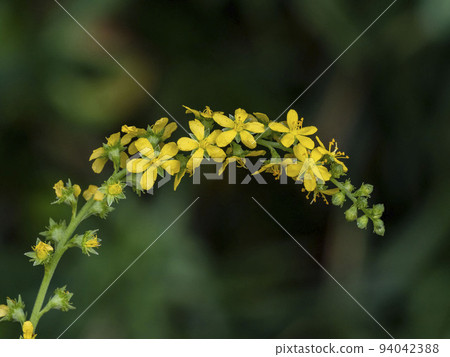 Yellow flowers of Agrimony japonica Yellow flowers of Agrimony japonica 94042388