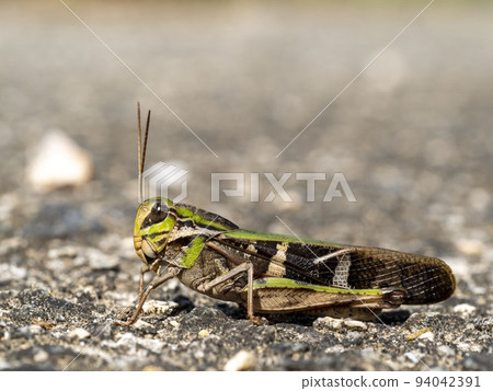 grasshopper on the road grasshopper on the road 94042391