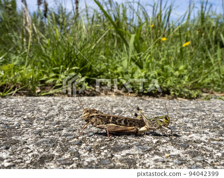 grasshopper on the road 94042399