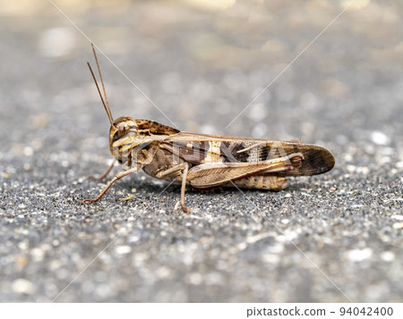 路上的螞蚱 路上的螞蚱 94042400