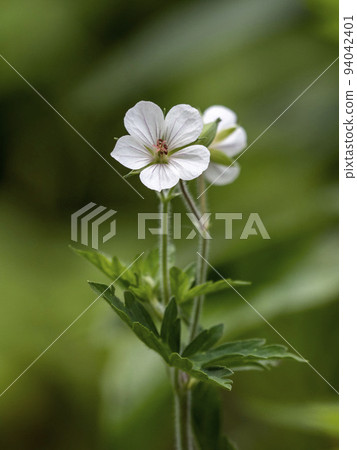 白花園shouko 白花園shouko 94042401