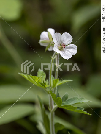 白花園shouko 白花園shouko 94042403