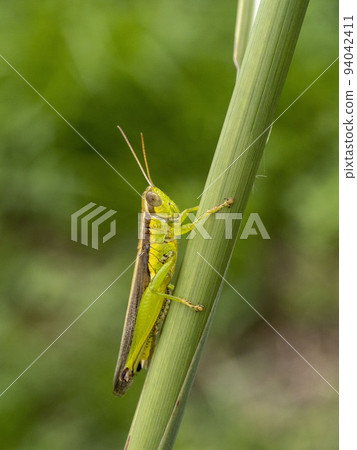 Red-spined locust on the stem of pampas grass Red-spined locust on the stem of pampas grass 94042411