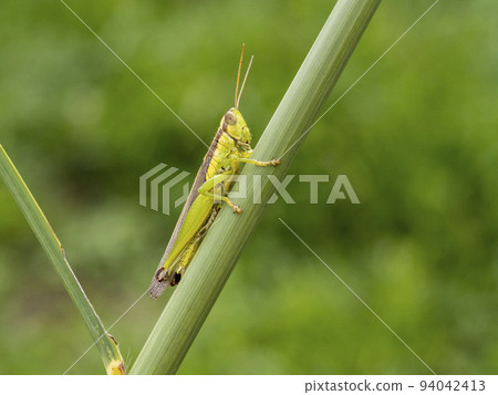 Red-spined locust on the stem of pampas grass 94042413
