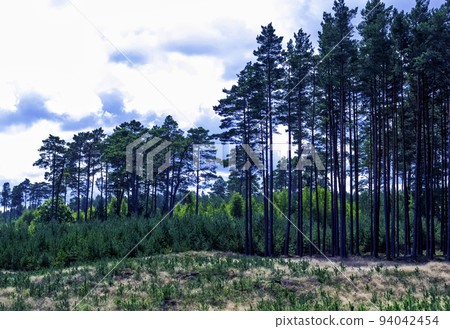 Polish forest - Slowinski National Park, Poland 94042454
