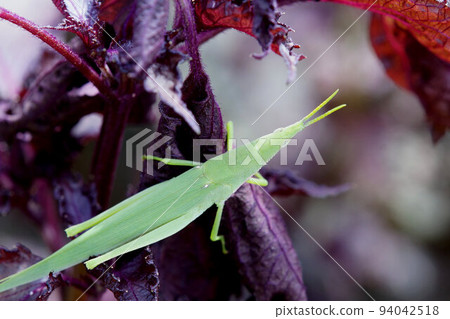 Long-tailed locust Red perilla leaf September 94042518