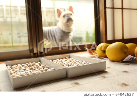 一隻狗法國鬥牛犬在秋天凝視銀杏和木瓜之間的距離 94042627