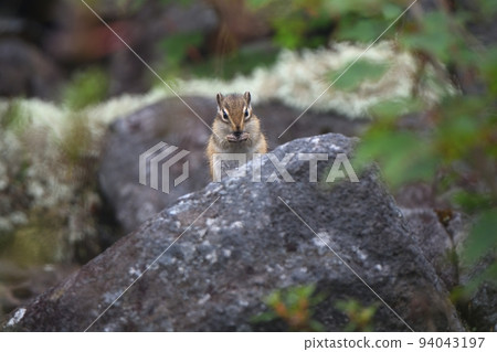 Chipmunks eating food 94043197