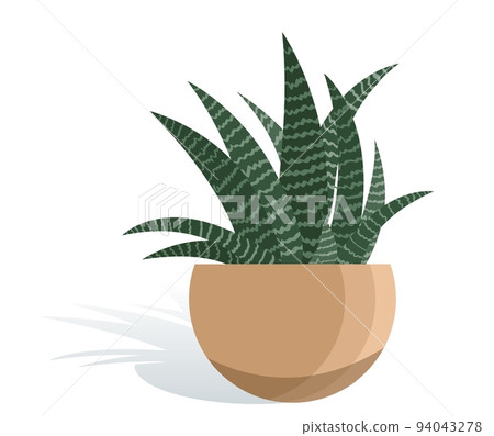 Potted houseplant Haworthia vector illustration. Zebra succulent in flat modern style. Isolated on white background 94043278