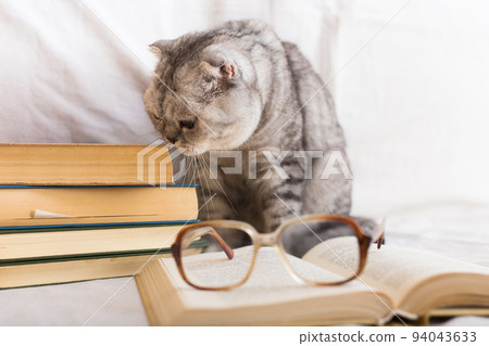 Interested cat sitting near stack of books and owner glasses Interested cat sitting near stack of books and owner glasses 94043633