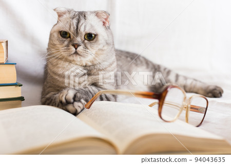 Gray scottish fold cat lying near books and eyeglasses Gray scottish fold cat lying near books and eyeglasses 94043635