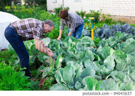 family mature farmers take care of cabbage in the garden family mature farmers take care of cabbage in the garden 94043637