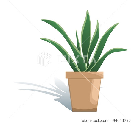 Potted houseplant sansevieria vector illustration. Succulent in flat modern style. Isolated on white background 94043752
