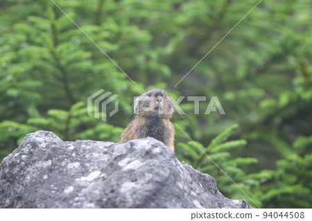 岩石上的鼠兔 岩石上的鼠兔 94044508