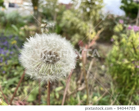 蒲公英 94044785