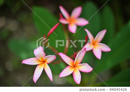 Plumeria flowers blooming in the garden 94045426
