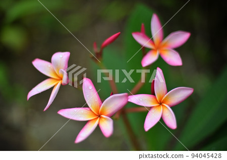 Plumeria flowers blooming in the garden Plumeria flowers blooming in the garden 94045428