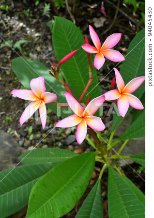 Plumeria flowers blooming in the garden 94045430
