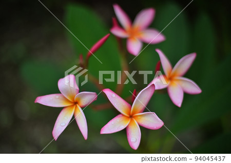 Plumeria flowers blooming in the garden 94045437