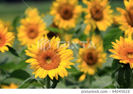 Sunflower field Sunflower field 94045628