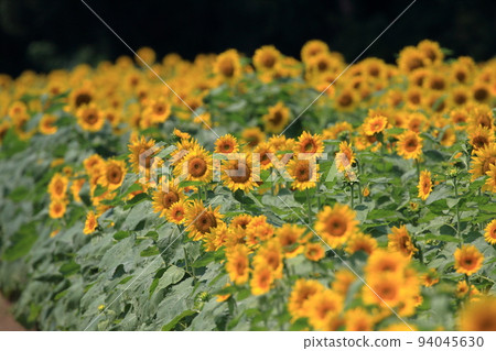 Sunflower field Sunflower field 94045630
