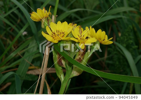 Kibana kawaramatsuba at Kiritappu 海角 Kibana kawaramatsuba at Kiritappu 海角 94045849