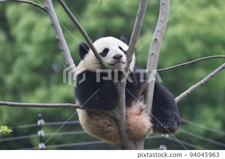 Panda 94045963
