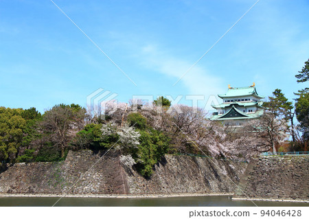 Cherry blossoms in full bloom and scenery of Nagoya Castle Cherry blossoms in full bloom and scenery of Nagoya Castle 94046428