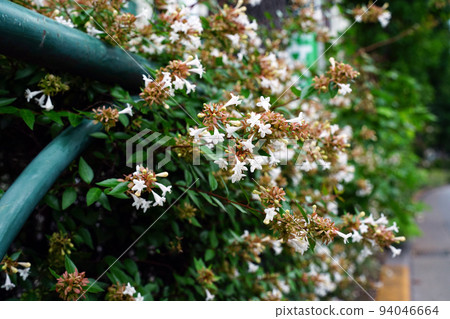 Hana Tsukubane Hutsugi Hana Tsukubane Hutsugi 94046664