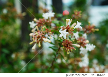 Hana Tsukubane Hutsugi Hana Tsukubane Hutsugi 94046684