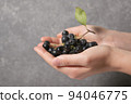 Black Chokeberry Berries Aronia Melanocarpa in Hands 94046775