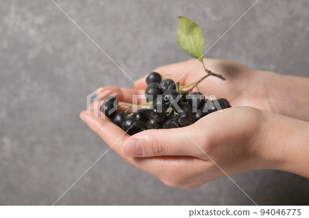 Black Chokeberry Berries Aronia Melanocarpa in Hands 94046775