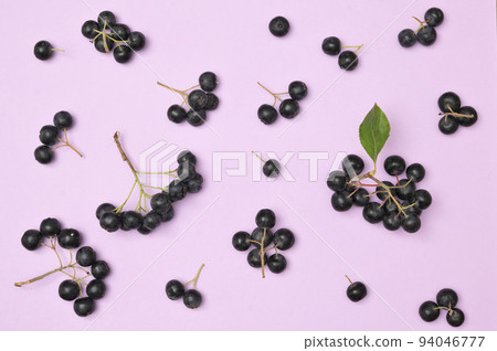 Closeup Black Chokeberry Berries Aronia Melanocarpa 94046777