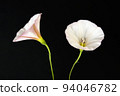 Bindweed Flowers, Convolvulus Arvensis in Studio 94046782