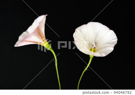 Bindweed Flowers, Convolvulus Arvensis in Studio Bindweed Flowers, Convolvulus Arvensis in Studio 94046782