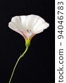 Bindweed Flowers, Convolvulus Arvensis in Studio 94046783