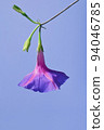 Purple Morning Glory Flower. Ipomoea purpurea 94046785