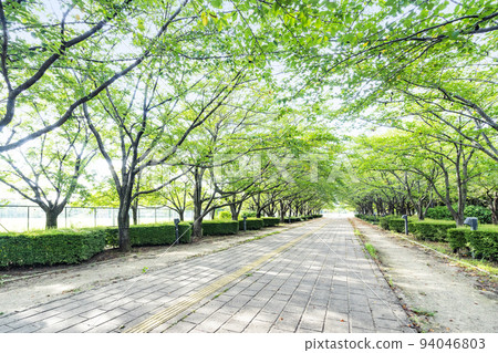 Kashiwaboha公園 94046803