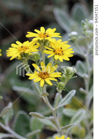 Yellow Senecio daisy flowers with grey leaves 94047351