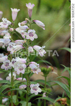 White and pink foxglove beardstongue flowers in close up White and pink foxglove beardstongue flowers in close up 94047352