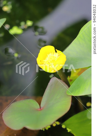 黃河骨花 94048032